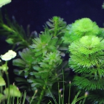 植栽から3日目　アナカリス